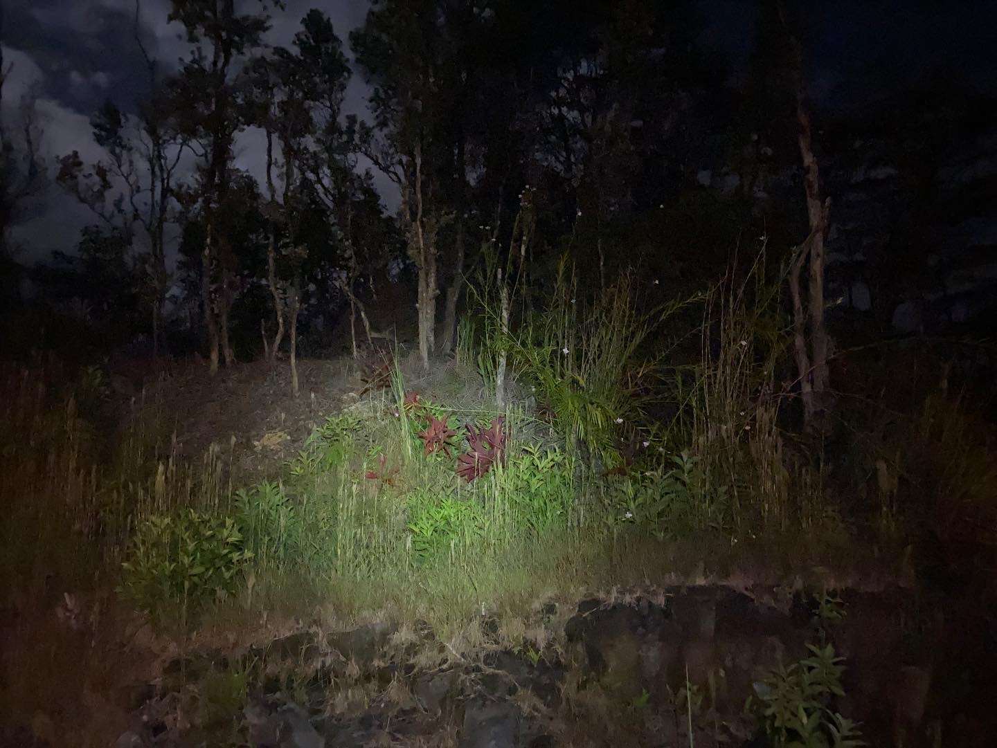 809931AD-1262-4C3F-8EA6-9A440D753488