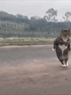 Cat bird