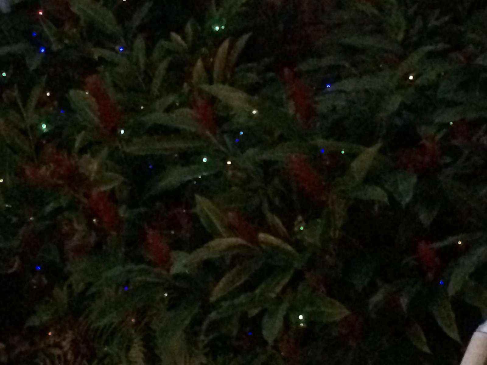 Ginger bush lights up
