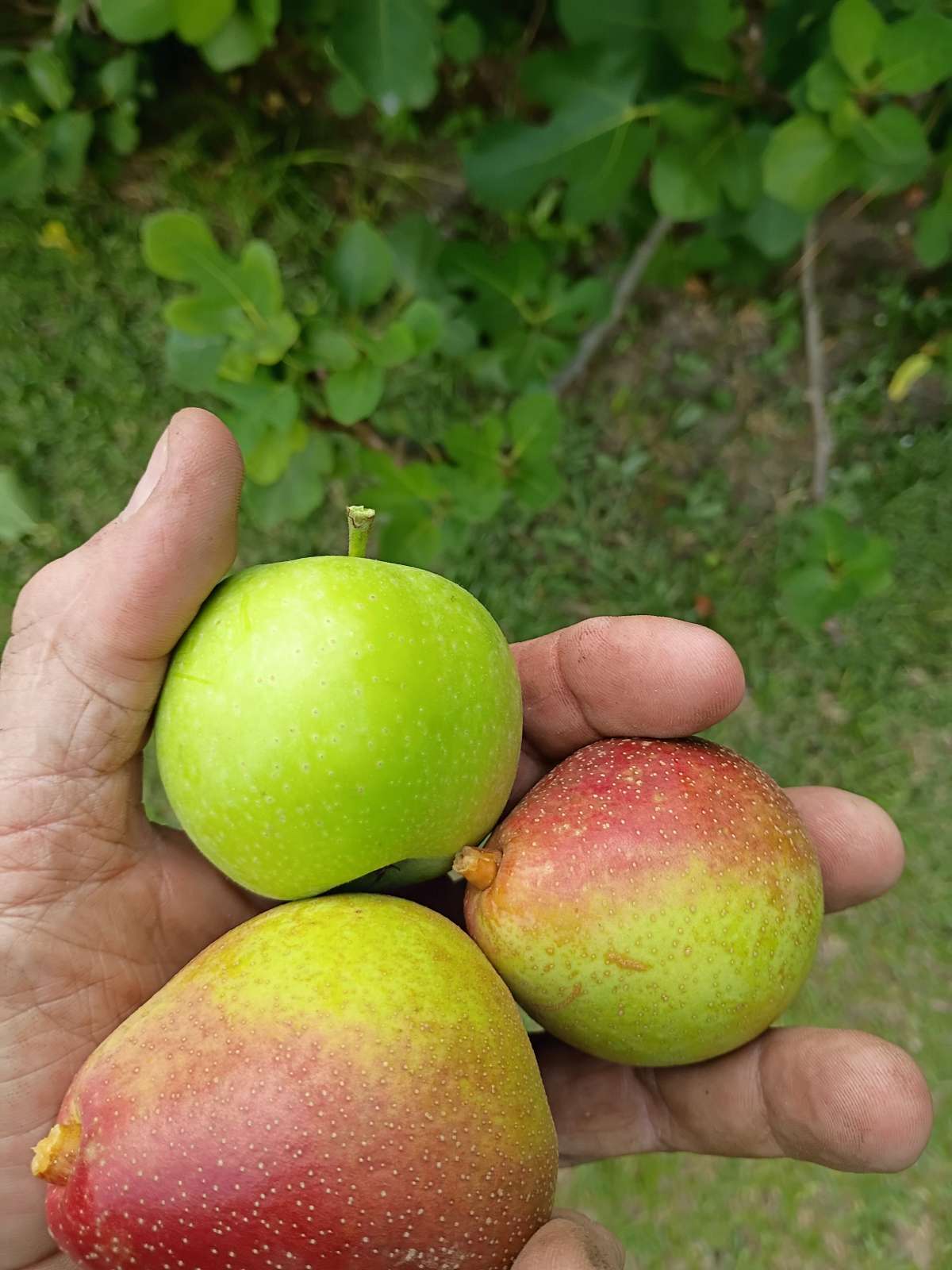 July 26 fruit