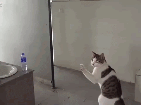 Karate cat