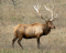 Elk